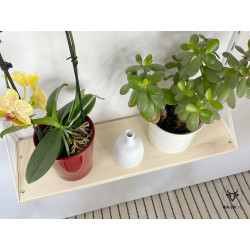 green plants shelf