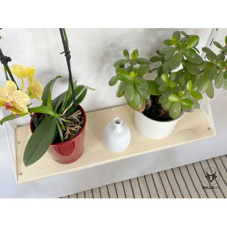 green plants shelf