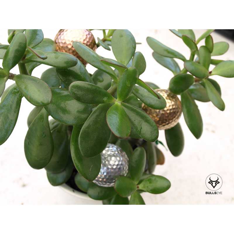 houseplant decoration